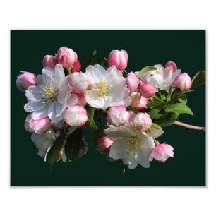 Foto Flores de manzana de primavera alegres floreciente