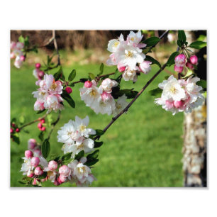 Foto Flores De Manzana Rosada Y Blanca De Primavera Tem