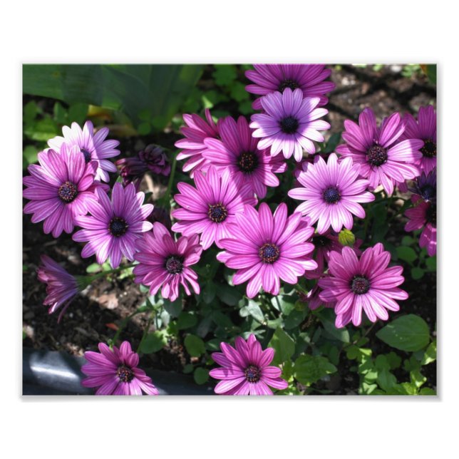 Foto Flores de margarita africanas 8x10 (Frente)