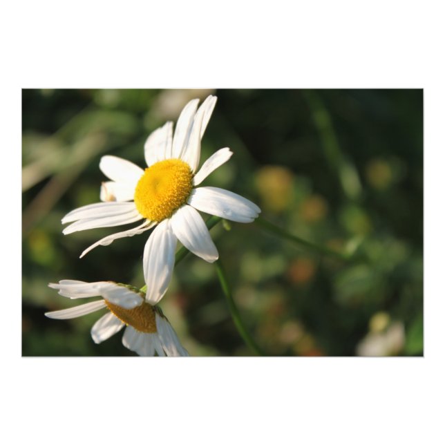 Foto Flores de margarita blanca de campo (Frente)