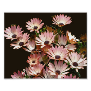 Foto Flores de margarita rosada africana 8x10