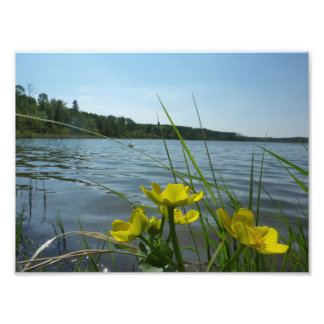 Foto Flores de Marsh Marigold por Lakeside