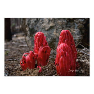 Foto Flores de nieve