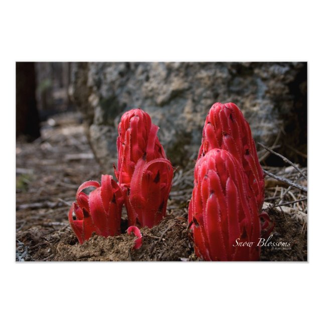 Foto Flores de nieve (Frente)