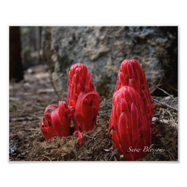 Foto Flores de nieve (Frente)