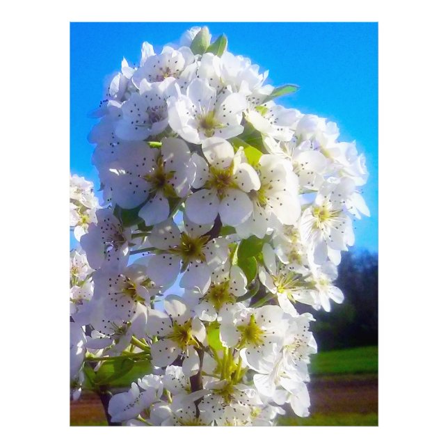Foto Flores de oído (Frente)