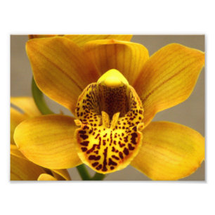 Foto Flores de orquídeas amarillas