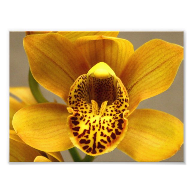 Foto Flores de orquídeas amarillas (Frente)
