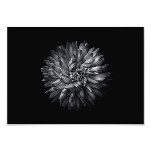 Foto Flores De Patio Trasero En Blanco Y Negro 20 (Frente)
