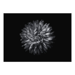 Foto Flores De Patio Trasero En Blanco Y Negro 20