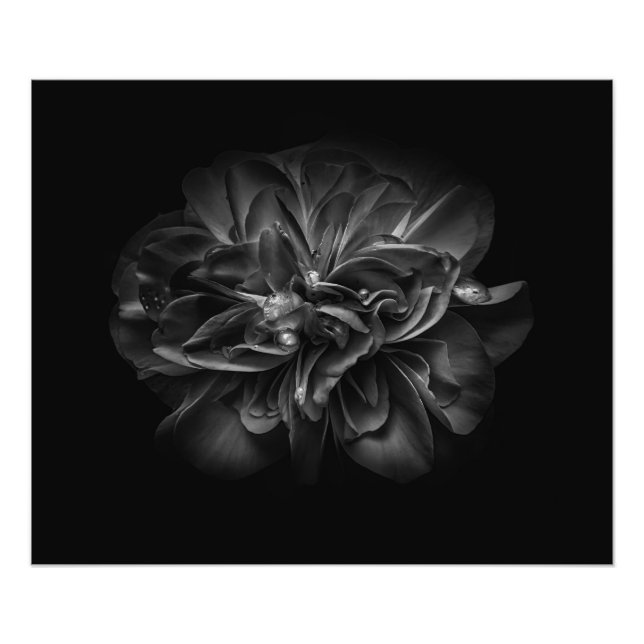 Foto Flores De Patio Trasero En Blanco Y Negro 67 (Frente)