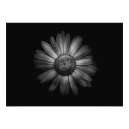 Foto Flores De Patio Trasero En Blanco Y Negro No 31