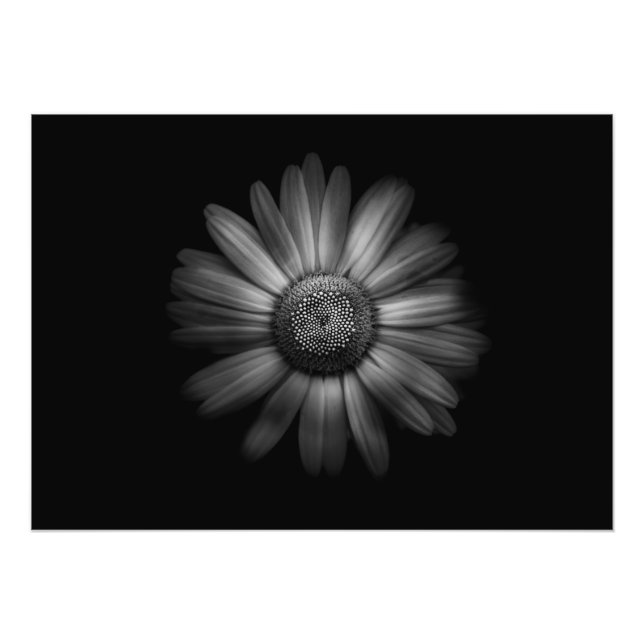Foto Flores De Patio Trasero En Blanco Y Negro No 31 (Frente)