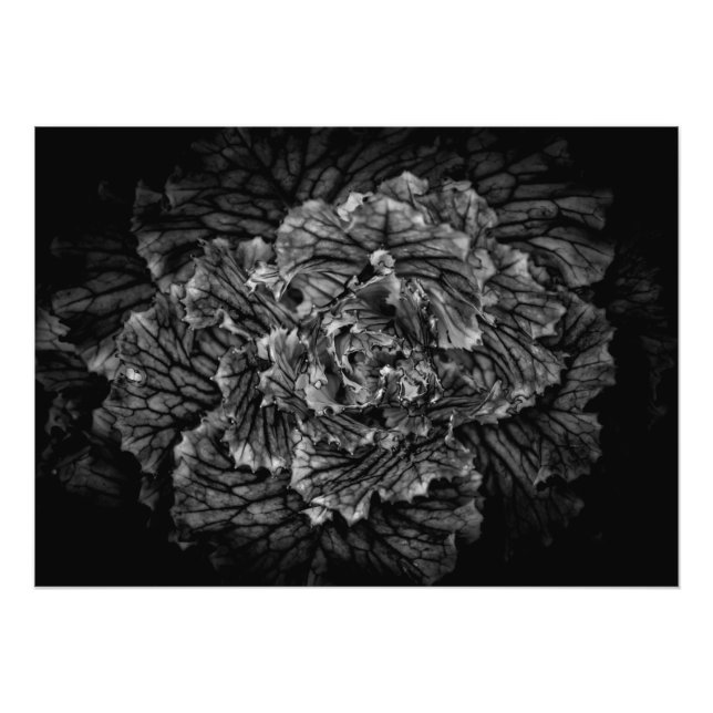 Foto Flores De Patio Trasero En Blanco Y Negro No 42 (Frente)