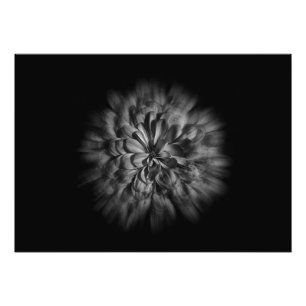 Foto Flores De Patio Trasero En Negro Y Blanco 48 Flujo