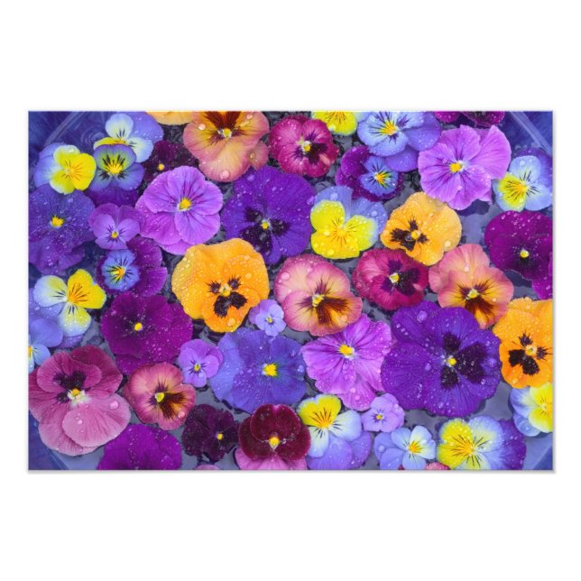 Foto Flores de pensamiento flotando en baño de pájaros  (Frente)