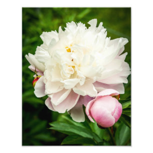 Foto Flores de Peonía