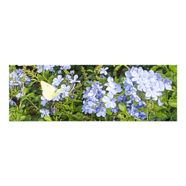 Foto Flores de plumago azules de mariposa amarilla (Frente)