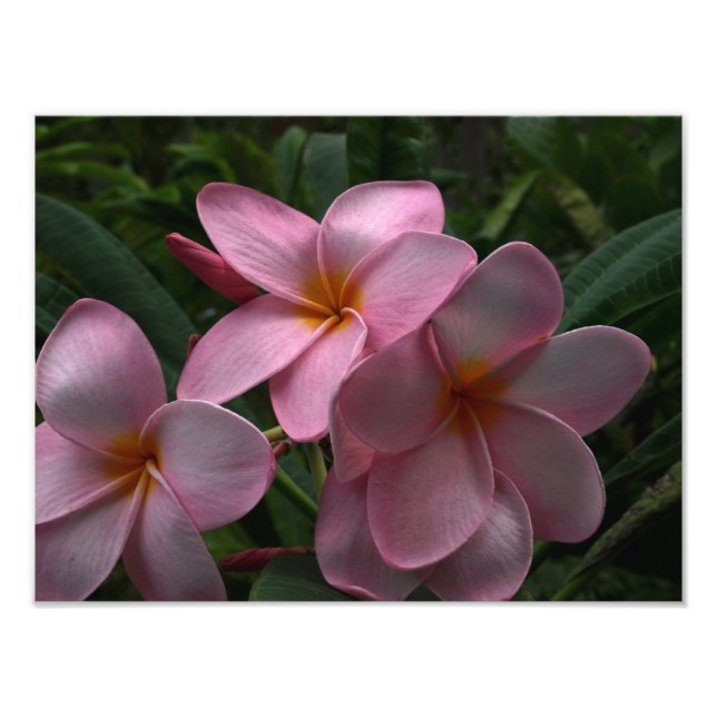 Foto Flores de plumeria (Frente)