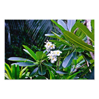Foto Flores de Plumeria Blanca