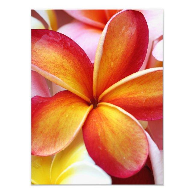 Foto Flores de Plumeria Frangipani Hawai Rojas Amarilla (Frente)