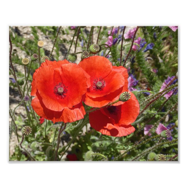 FOTO FLORES DE POBRE (Frente)