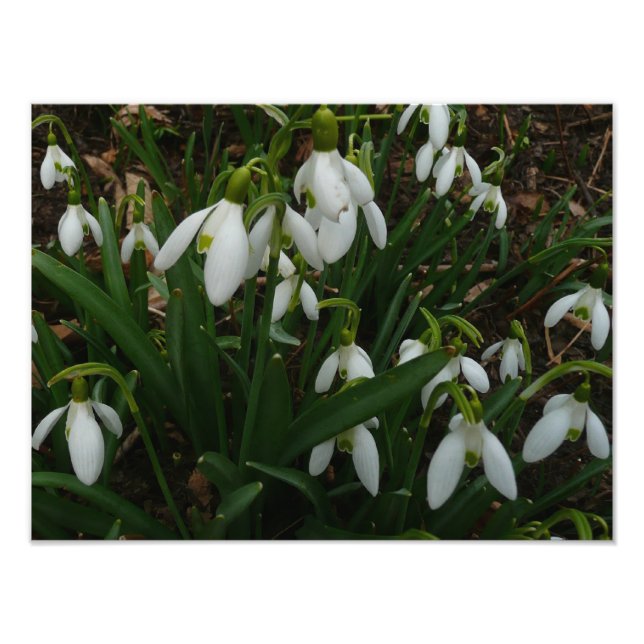 Foto Flores de Primavera Blanca (Galanthus) (Frente)