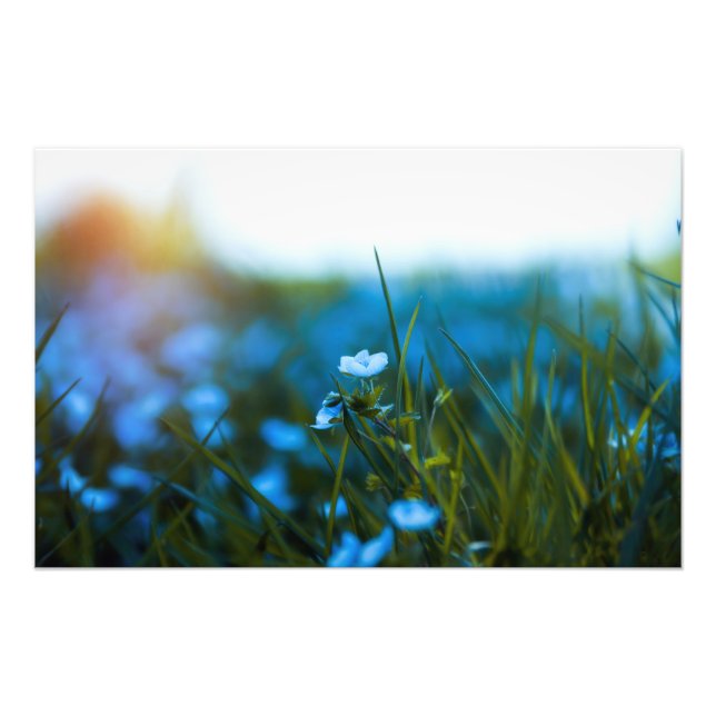 Foto Flores de primavera en el campo (Frente)