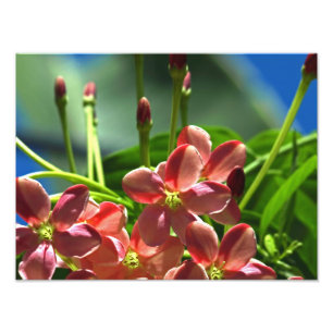 Foto Flores de Rangún Creeper