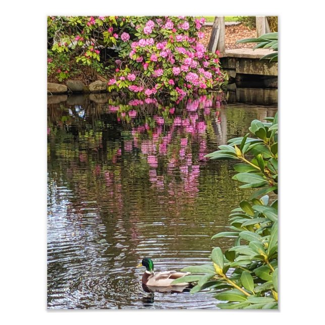 Foto Flores de Rhododendron Rosa Reflejadas en el Agua (Frente)