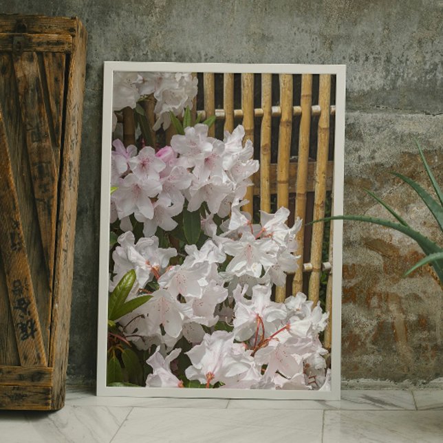 Foto Flores de rododendros blancos y flores de valla de (In Situ (Framed))