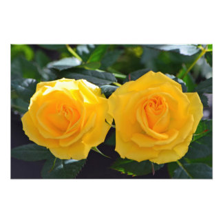 Foto flores de rosa amarilla doble, muy hermosas