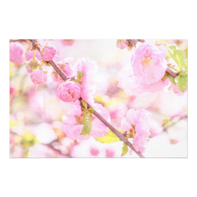 Foto Flores de sakura rosadas - Flor de cerezo japonesa (Frente)