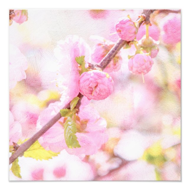 Foto Flores de sakura rosadas - Flor de cerezo japonesa (Frente)