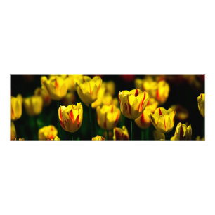 Foto Flores de tulipán amarillas