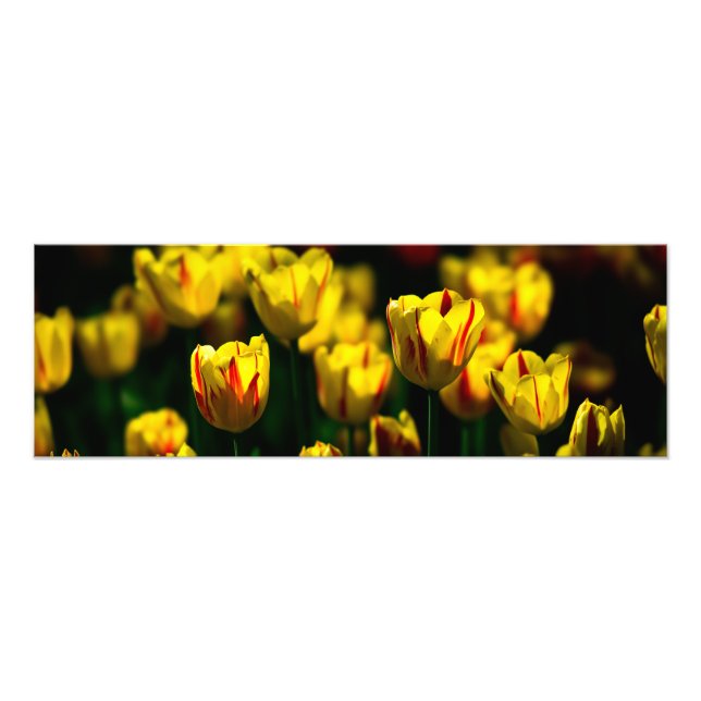 Foto Flores de tulipán amarillas (Frente)