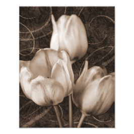 Foto Flores de tulipán blanco Sepia Floral de fondo neg
