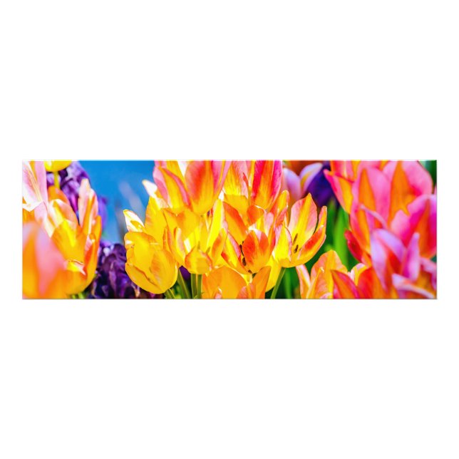 Foto Flores de Tulipán - Florecen (Frente)