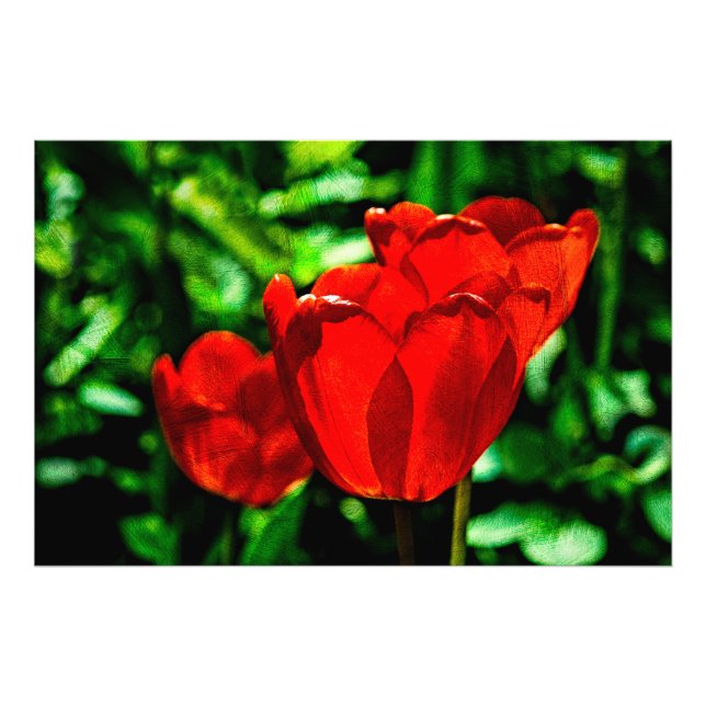 Foto Flores de tulipán rojas (Frente)