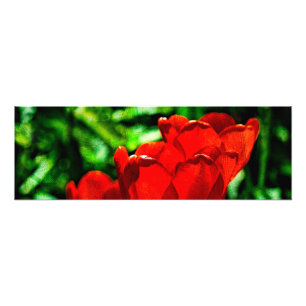 Foto Flores de tulipán rojas