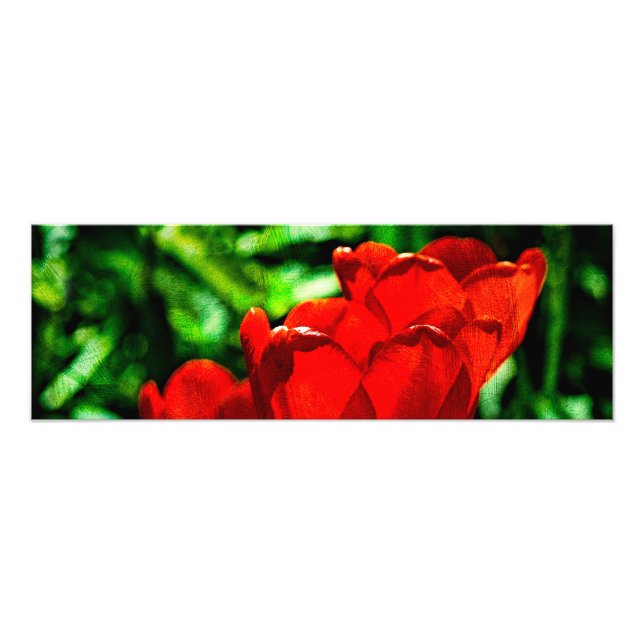Foto Flores de tulipán rojas (Frente)