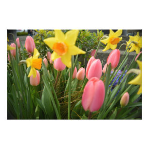 Foto Flores de tulipán rosa y narciso amarillo de prima
