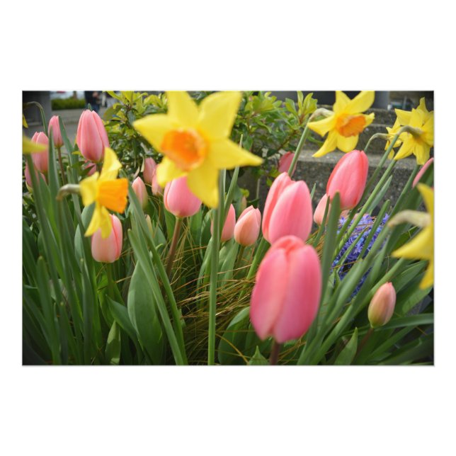 Foto Flores de tulipán rosa y narciso amarillo de prima (Frente)