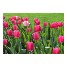flores de tulipán rosadas de primavera preciosas