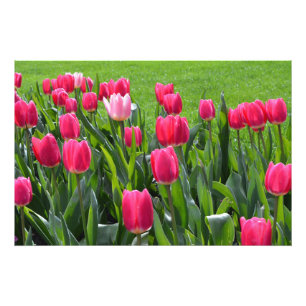 Foto flores de tulipán rosadas de primavera preciosas