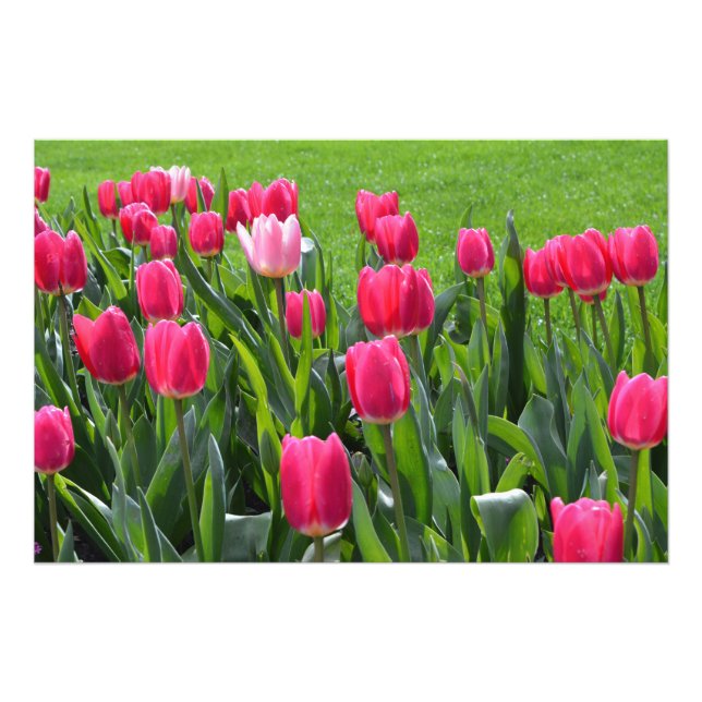 Foto flores de tulipán rosadas de primavera preciosas (Frente)