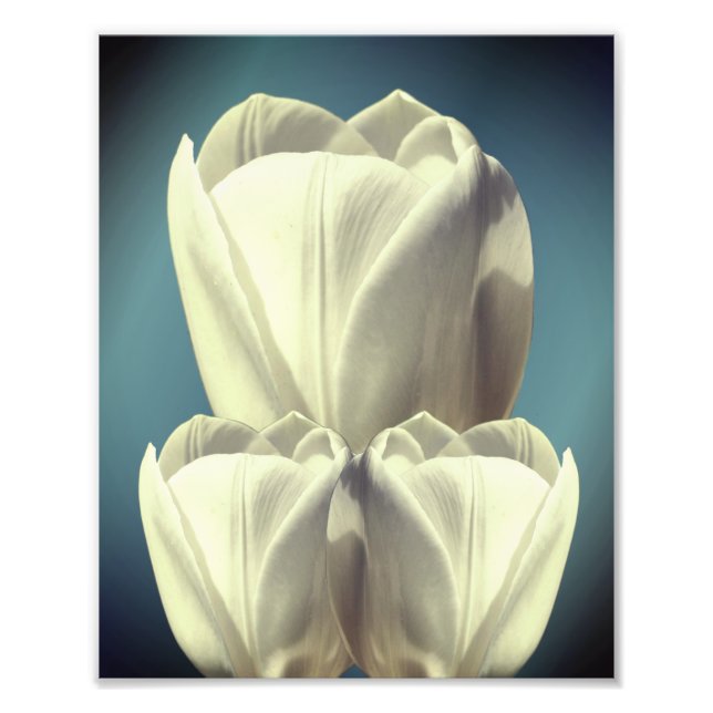 Foto Flores de tulipanes blancas Art 8x10 (Frente)