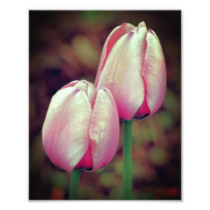 Foto Flores De Tulipanes Rosa Con Gotas De Lluvia 8x10