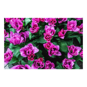 Foto Flores de tulipanes rosados