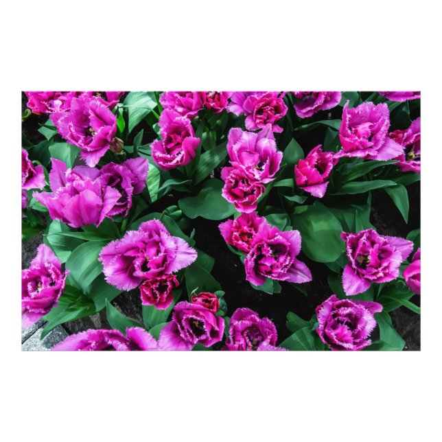 Foto Flores de tulipanes rosados (Frente)